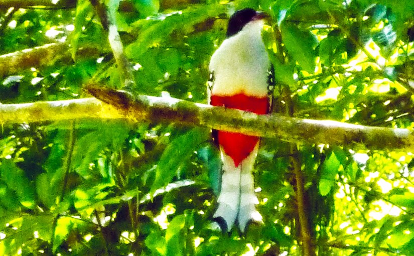 The Cuban national bird and how to find&nbsp;it