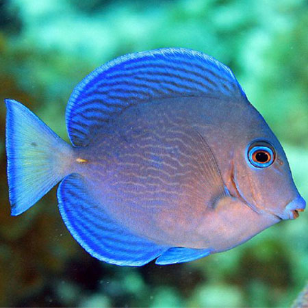 The Bay of Pigs and tropical&nbsp;fish